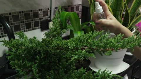 Misting Indoor Evergreen Plants with Small Spray Bottle Stock Footage 338188722