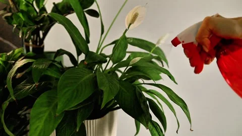 Misting Peace Lily Leaves with Spray Bottle Indoor Care. Stock Footage 333744735