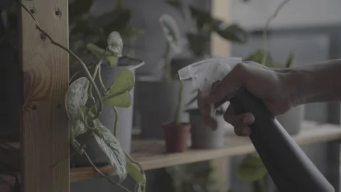 Misting plants Stock Footage 125690977