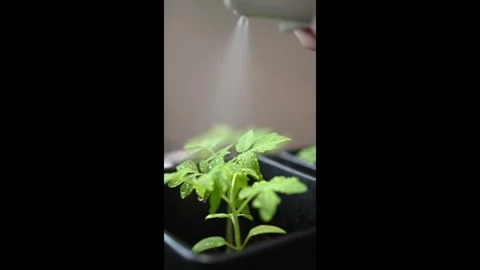 Misting water on vegetating plants in slow motion Stock Footage 332054562