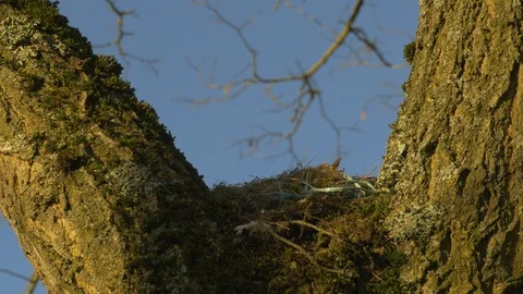 Mistle thrush 5 16 5 Turdus viscivorus feeding young in nest Stock-Footage 120217385