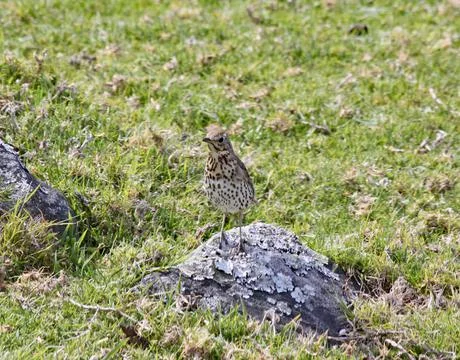 A mistle thrush is barely visible as it stands on a rock in a field. Stock Photos