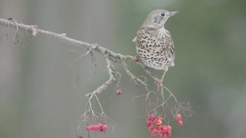 Mistle thrush bird eat rowan berries in slow motion, Turdus viscivorus Stock Footage 223542916