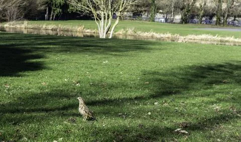 A mistle thrush bird, Stock Photos