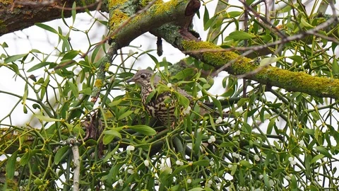 Mistle thrush on mistletoe Stock-Footage 122690041
