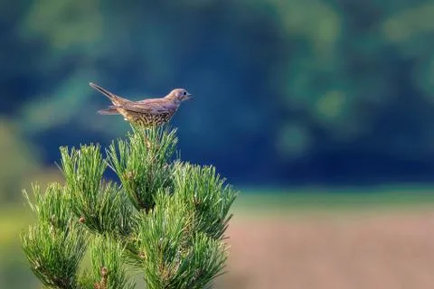 Mistle thrush on a pine tree in spring Stock Photos