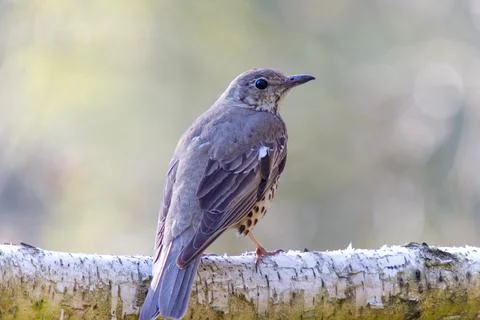 Mistle thrush sitting on birch trunk Stock Photos