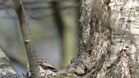 Mistle Thrush (Turdus viscivorus) chicks stretching in nest Stock Footage 204985611