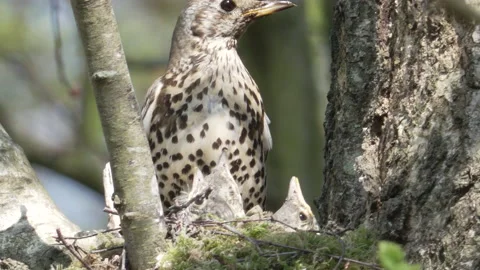 Mistle Thrush (Turdus viscivorus) close up feeding/fecal sac removal Stock Footage 204984245
