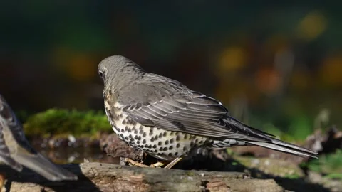 Mistle Thrush Turdus viscivorus Drinking Water in the Forest. Stock-Footage 291713075