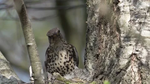 Mistle Thrush (Turdus viscivorus) feeding young at nest Stock Footage 153972260