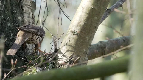 Mistle Thrush (Turdus viscivorus) flies onto nest Stock Footage 204974570