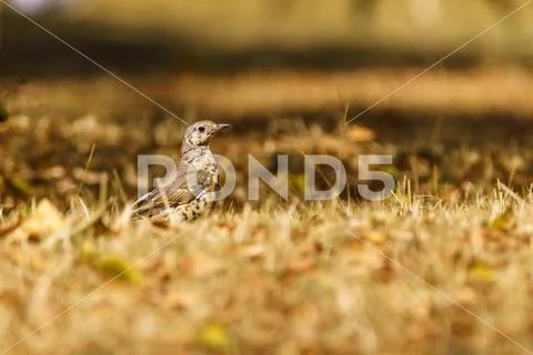 Mistle Thrush (Turdus viscivorus) Stock Photos