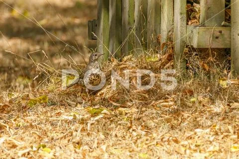 Mistle Thrush (Turdus viscivorus) Stock Photos