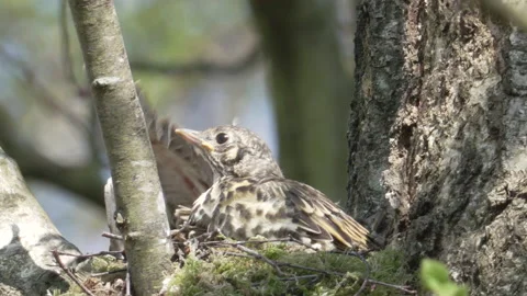 Mistle Thrush (Turdus viscivorus) restless growing chicks Stock Footage 204991274