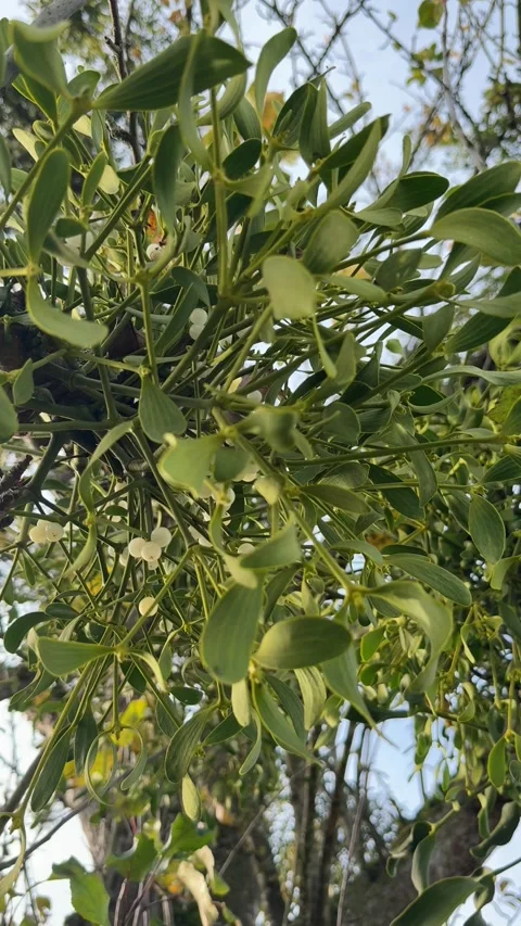 Mistle toes growing on tree 스톡 동영상 321410803