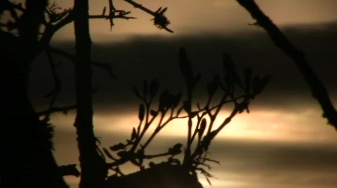 Mistletoe 01 库存影片 713962