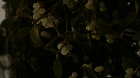 Mistletoe 02 Stock Footage 605468