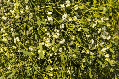 Mistletoe as background. Stock Photos
