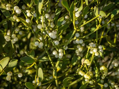 Mistletoe as background. Stock Photos