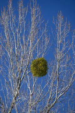 Mistletoe ball on bare tree branches against blue sky Stock Photos