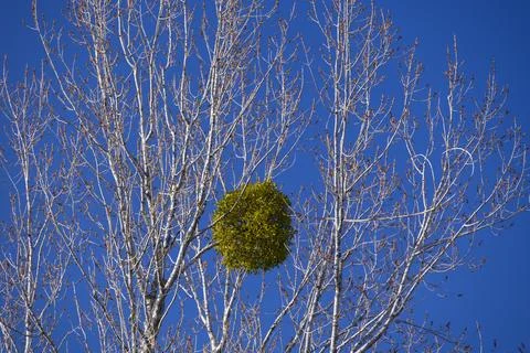 Mistletoe ball on bare tree branches against blue sky Stock Photos