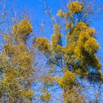 Mistletoe on the bare branches of a tree on a bright blue sky backdrop on a s Stock Photos