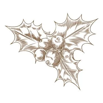 Mistletoe berries with leaves vector sketch, engraved hand drawn Holly berry Stock Illustration