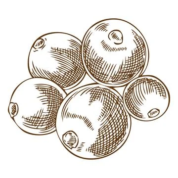Mistletoe berries pile vector sketch, engraved hand drawn Holly berry species Stock Illustration