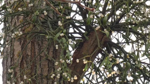 Mistletoe with berries on tree branches, illuminated by the sun Stock Footage 270301208