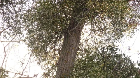 Mistletoe with berries on tree branches, illuminated by the sun Video stock 270301422