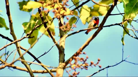Mistletoe Bird, with call. Stock Footage 24829062