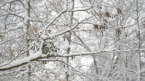 Mistletoe on black locust tree branch in forest Stock Footage 70410895
