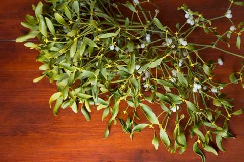 Mistletoe branch Фото