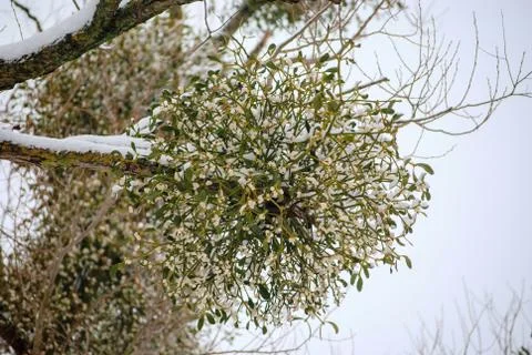 Mistletoe on the branch Stock Photos