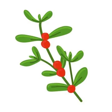 Mistletoe Branch With red berries. Vector Flat illustration isolated on white Stock Illustration