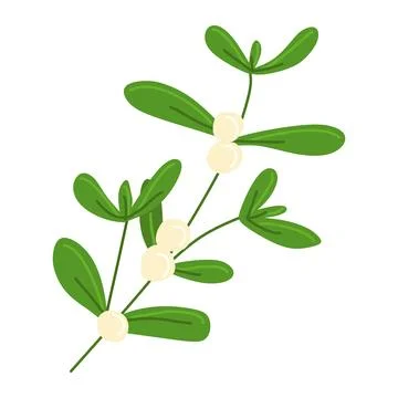 Mistletoe Branch Vector Flat illustration. Colorful Twig Composition Isolat.. Stock Illustration