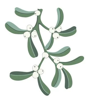 Mistletoe branch on a white background, Isolated vector illustration. Stock Illustration