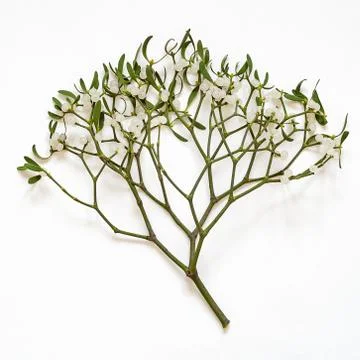 Mistletoe branch on a white background Stock Photos