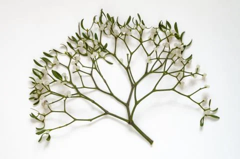 Mistletoe branch on a white background Foto stock