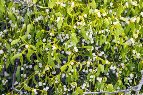 Mistletoe branches with berries Stock Photos
