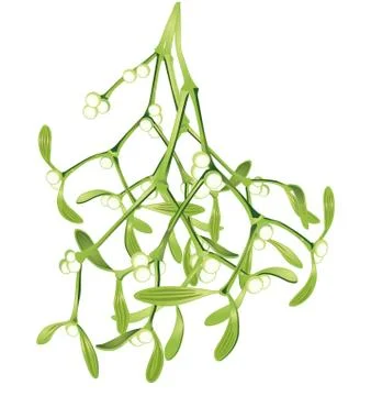 Mistletoe branches hanging, vector illustration Stock Illustration