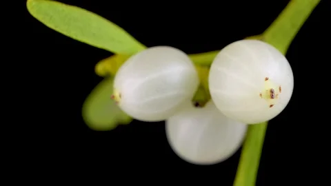 Mistletoe Branches with White Berries on Dark Background, macro 4k video Vidéo 330235595