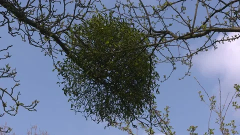 Mistletoe bunch in branch fruit tree Stock Footage 153198642