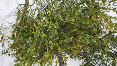 Mistletoe bushes on broken tree branch lie on snowy ground Vidéo 330951980