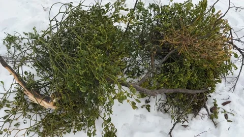 Mistletoe bushes on broken tree branch lie on snowy ground Vidéo 330952012