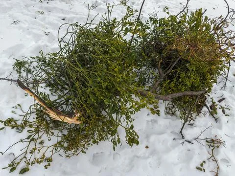 Mistletoe bushes on broken tree branch lie on snowy ground Stock Photos