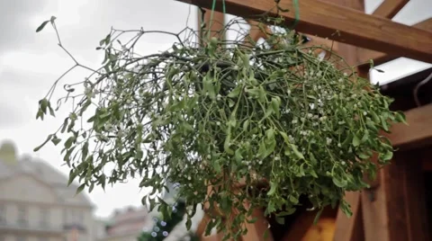 Mistletoe at Christmas market Stock Footage 45335438