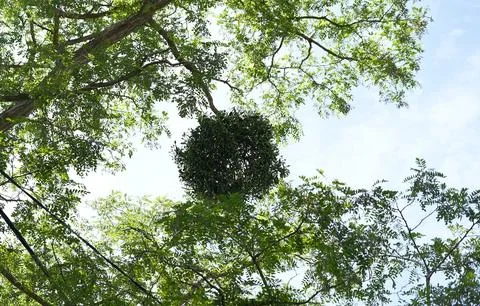 Mistletoe Clump in a Deciduous Tree Canopy Against a Bright Summer Sky Stock Photos