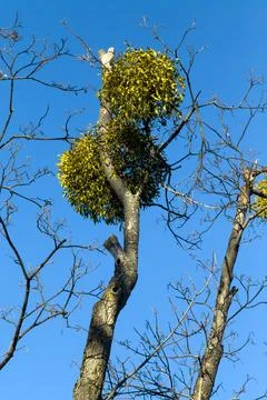 Mistletoe Clumps on a Bare Tree Stock Photos